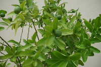 Citrus Bin Zaheer Plant (2M)