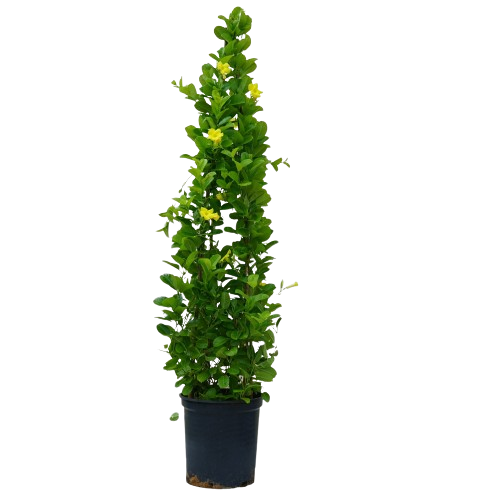 Mandevilla (Rocktrumpet Plant), Rocktrumpet plant, Rocktrumpet for sale, Mandevilla plant for sale, Outdoor Rocktrumpet