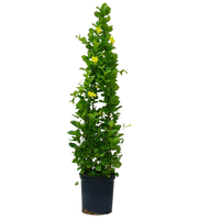 Mandevilla (Rocktrumpet Plant), Rocktrumpet plant, Rocktrumpet for sale, Mandevilla plant for sale, Outdoor Rocktrumpet