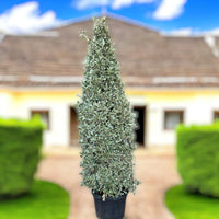 Conocarpus Sericeus - Silver Buttonwood