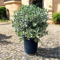 Conocarpus Sericeus - Silver Buttonwood