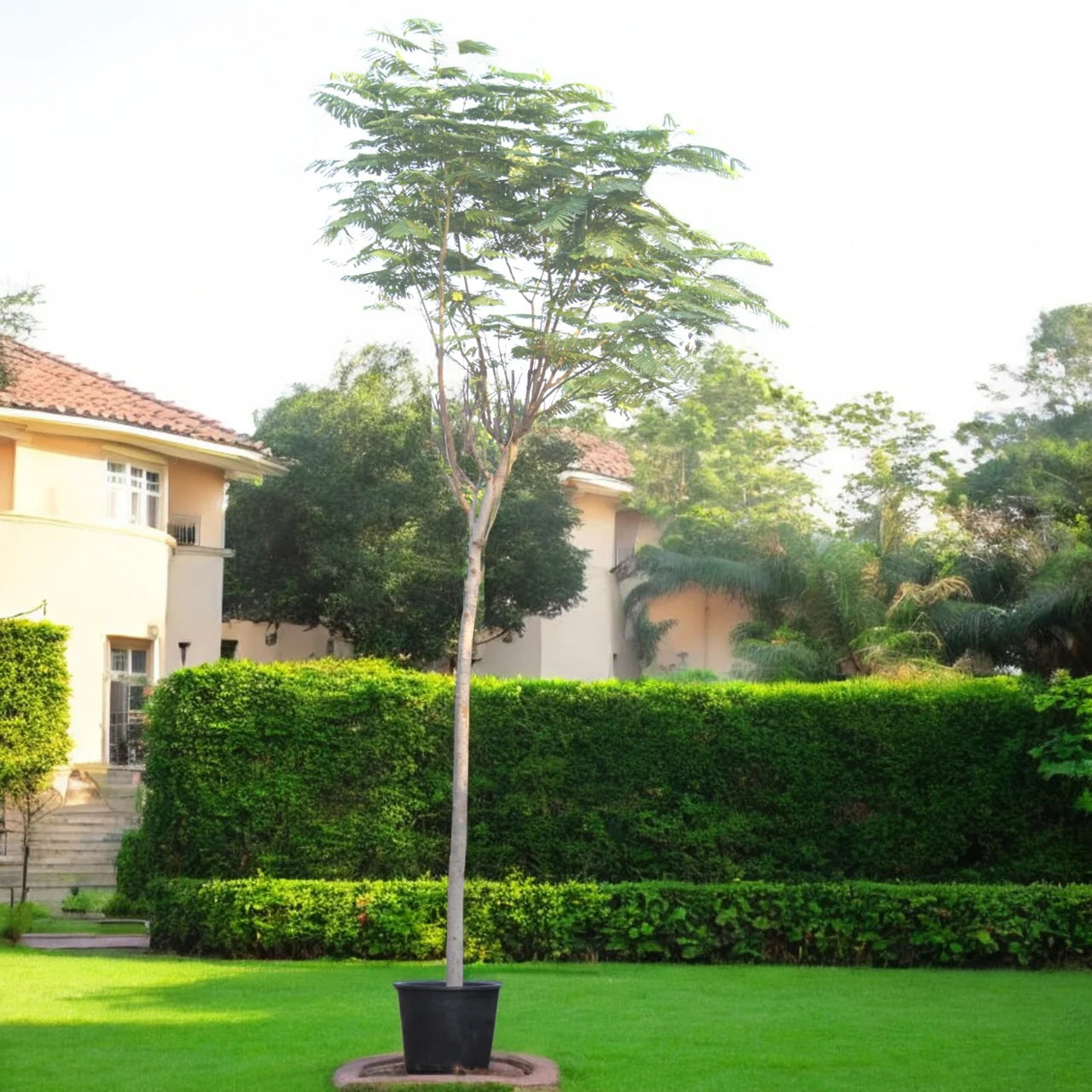 Delonix Regia - Flame Tree