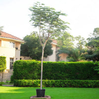 Delonix Regia - Flame Tree