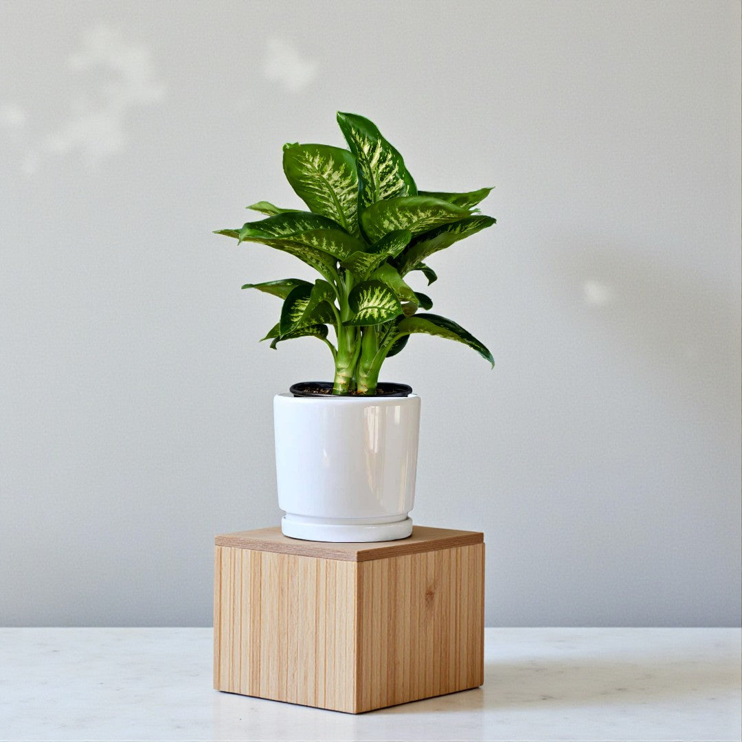 Dieffenbachia Tropic Snow Plant (Dumb Cane)