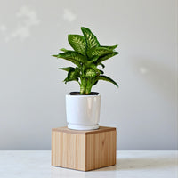 Dieffenbachia Tropic Snow Plant (Dumb Cane)