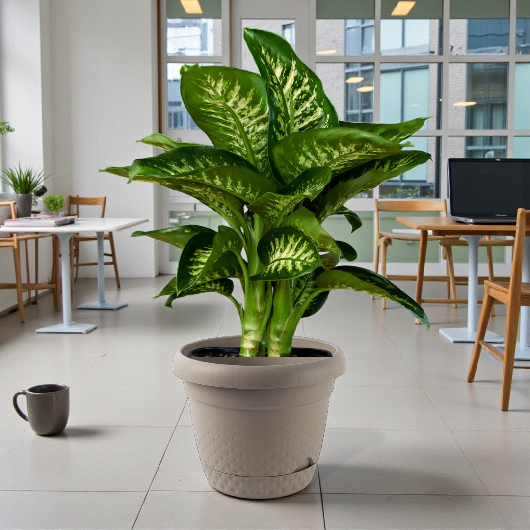 Dieffenbachia Tropic Snow Plant (Dumb Cane)