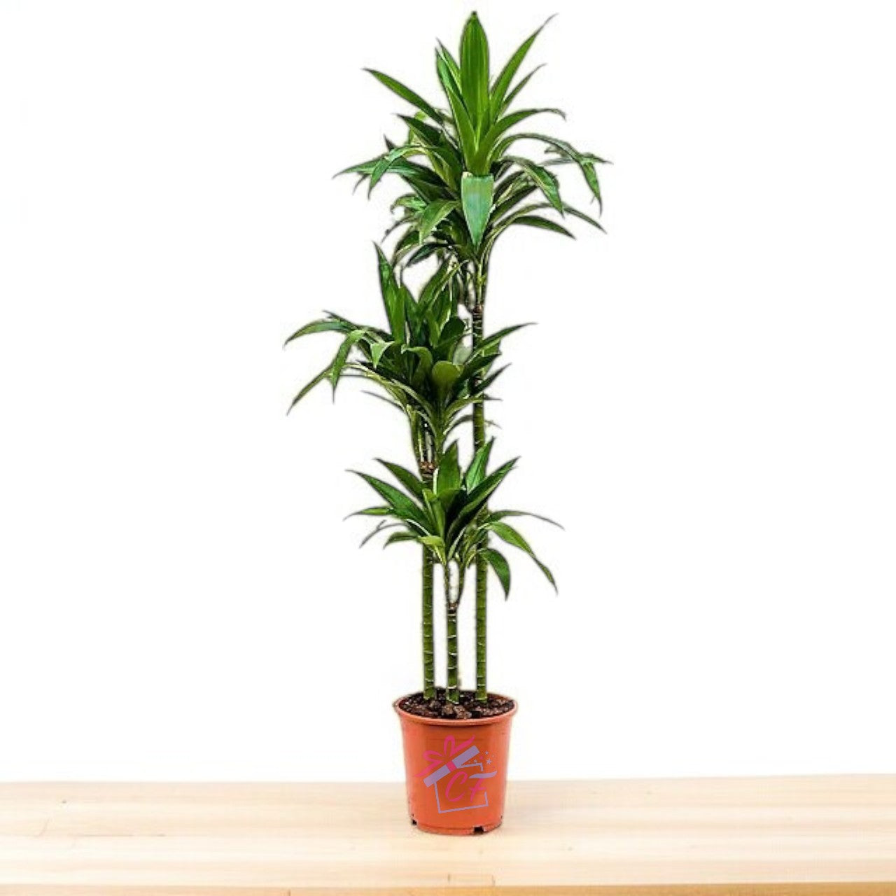 Dracaena Janet Craig 3pp