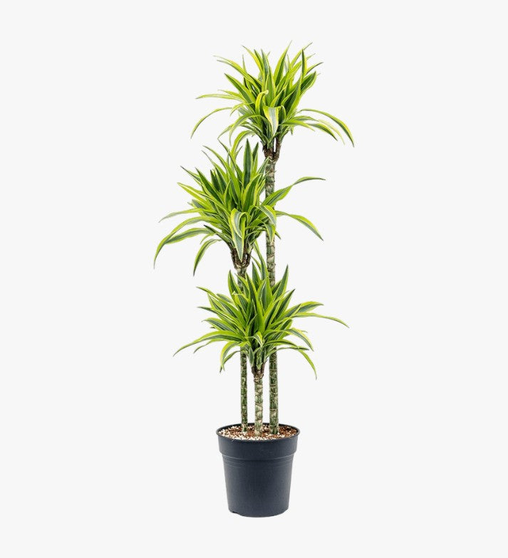 Dracaena Lemon Lime (Dragon Tree, Lemon Lime)