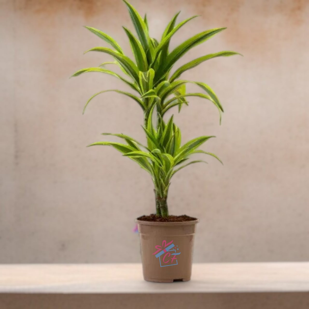 Dracaena Lemon Lime (Dragon Tree, Lemon Lime)