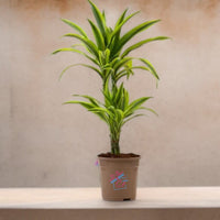 Dracaena Lemon Lime (Dragon Tree, Lemon Lime)
