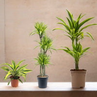 Dracaena Lemon Lime (Dragon Tree, Lemon Lime)
