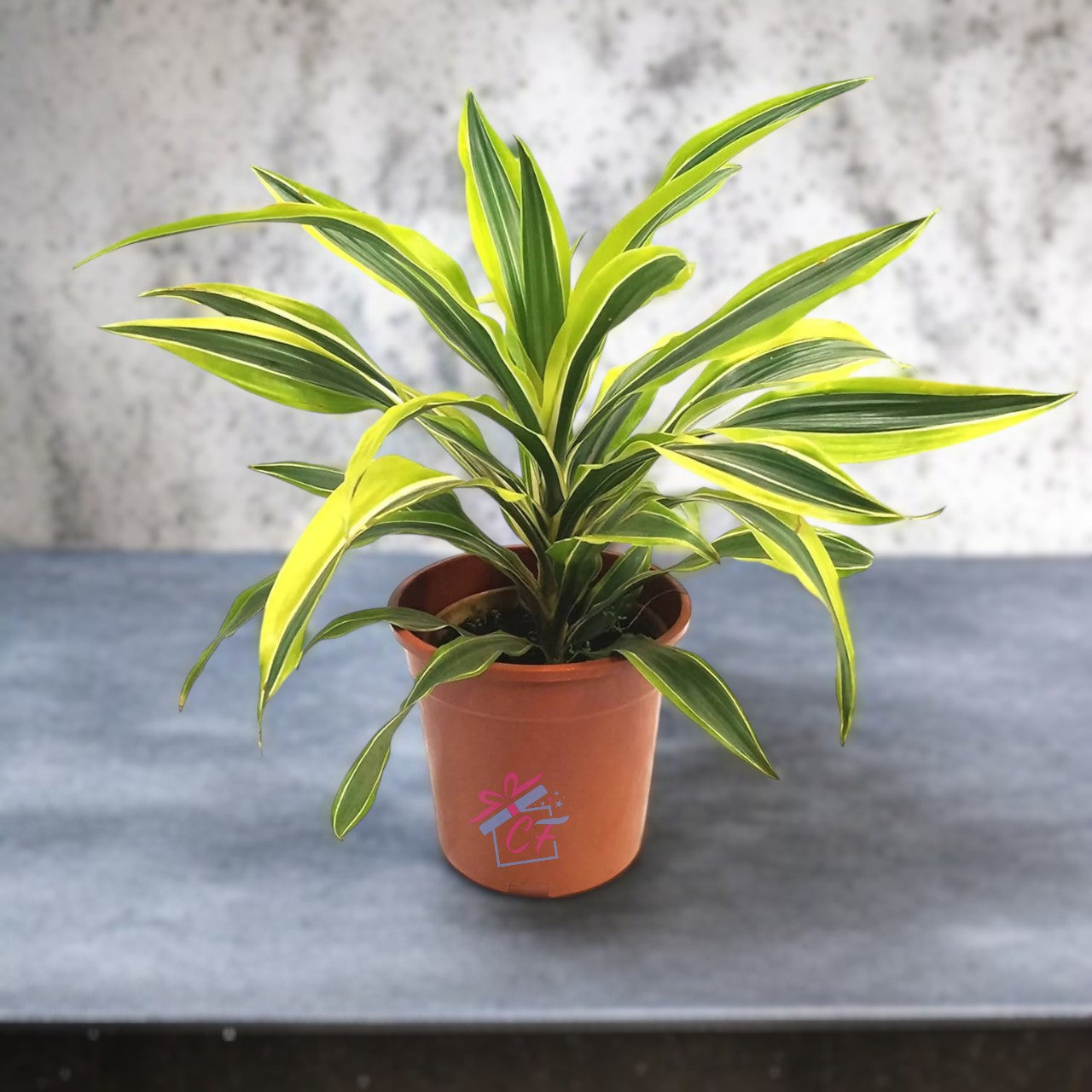 Dracaena Lemon Lime Plant (Dragon Blood Tree, Dragon Tree, Lemon Lime)