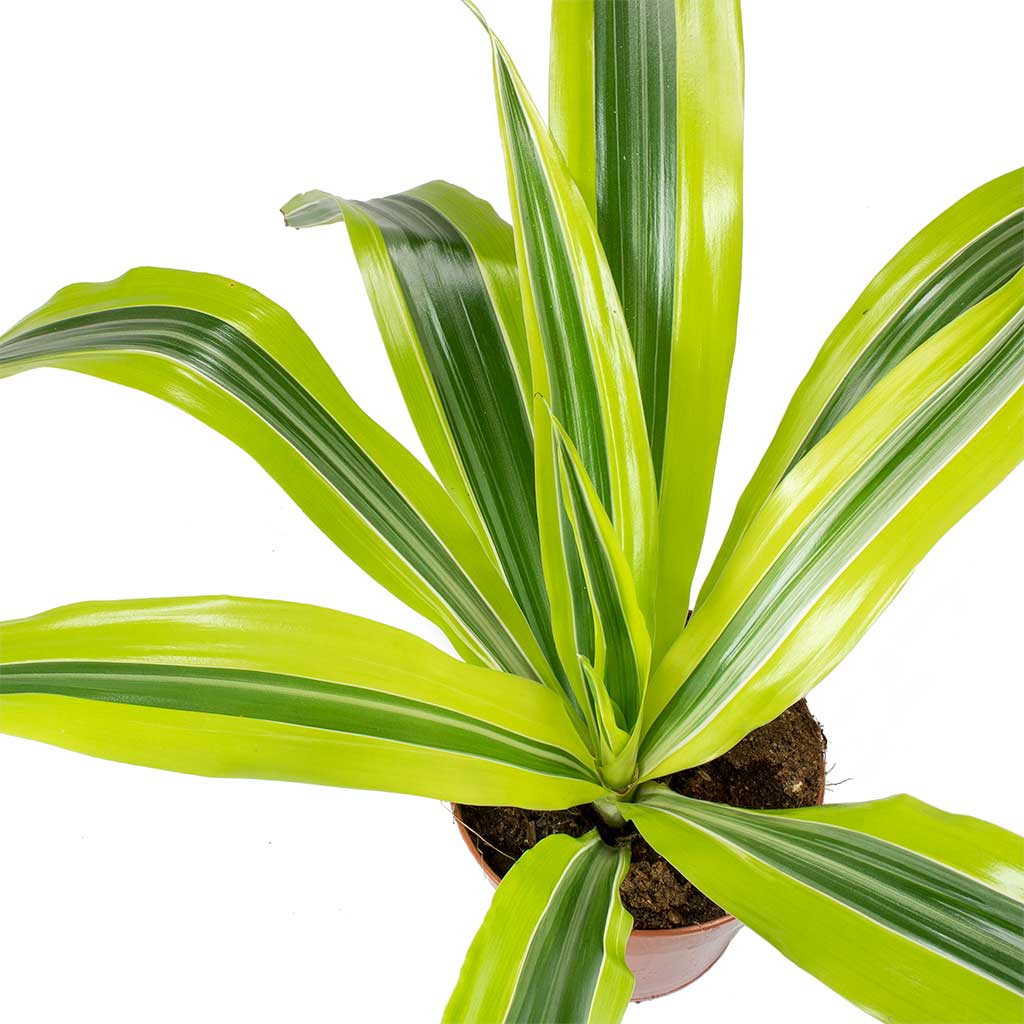 Dracaena Lemon Lime (Dragon Tree, Lemon Lime)