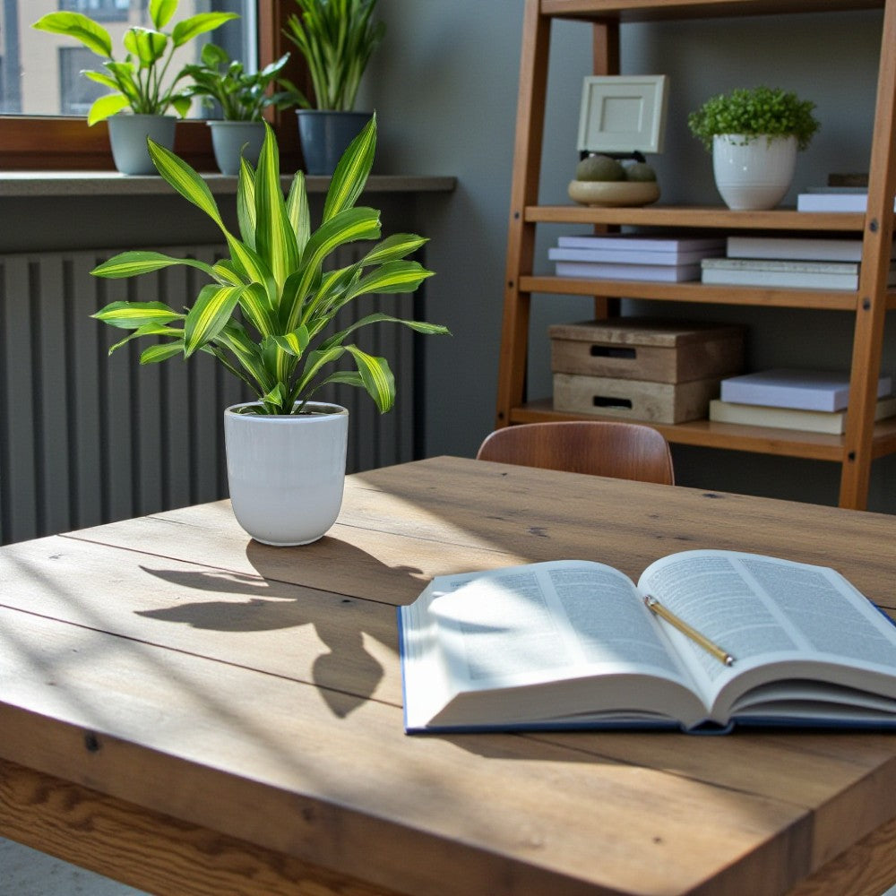 Dracaena Massangeana Plant