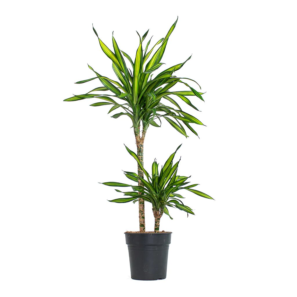 Dracaena Rikki Plant, Corn Plant,Buy Dracaena Rikki Online,Dracaena Rikki Care Guide, Indoor Dracaena Plant