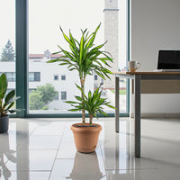 Dracaena Rikki Plant - Corn Plant