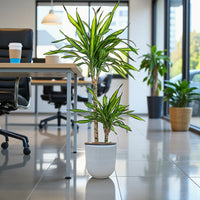 Dracaena Rikki Plant - Corn Plant