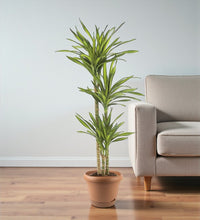 Dracaena Rikki Plant - Corn Plant