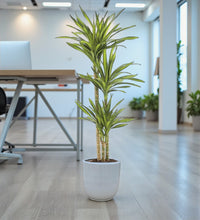 Dracaena Rikki Plant - Corn Plant