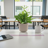 Dracaena Surculosa Plant