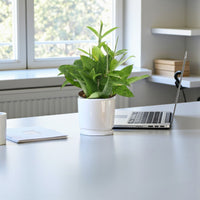 Dracaena Surculosa Plant