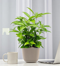 Dracaena Surculosa Plant