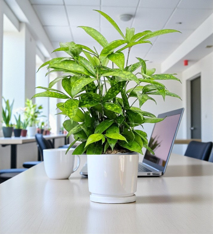 Dracaena Surculosa Plant