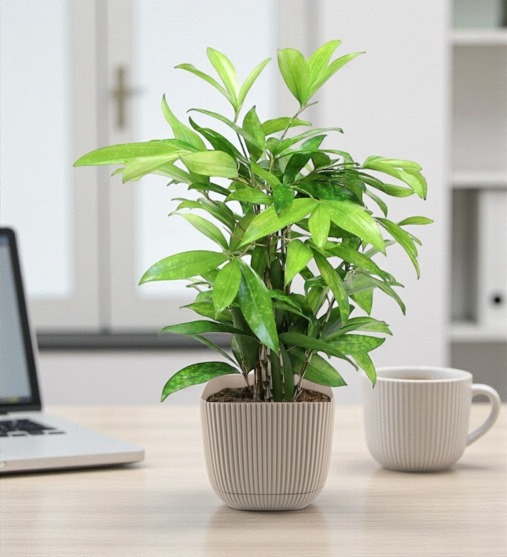 Dracaena Surculosa Plant