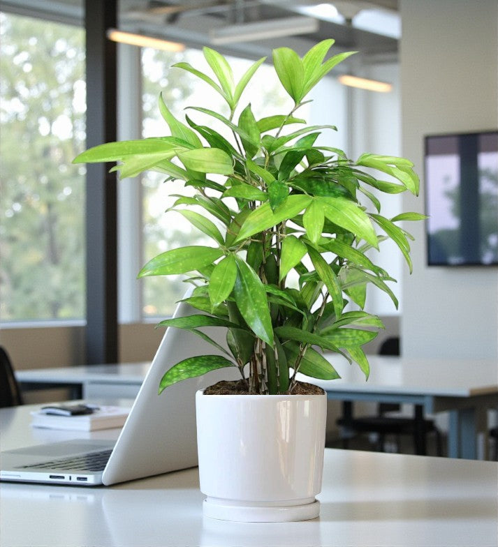 Dracaena Surculosa Plant