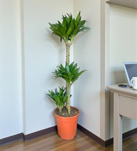 Dracaena Compacta – 3pp