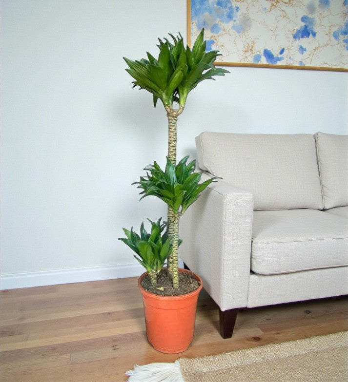 Dracaena Compacta – 3pp