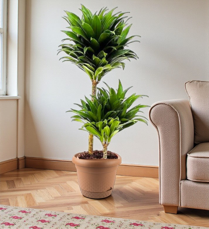 Dracaena Fragrans – Compacta - 2PP