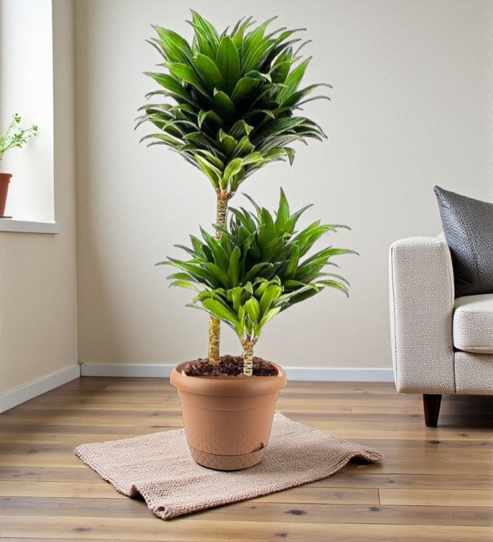 Dracaena Fragrans – Compacta - 2PP