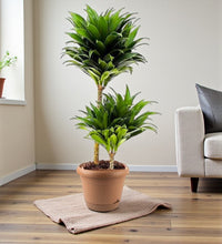 Dracaena Fragrans – Compacta - 2PP