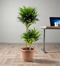 Dracaena Fragrans – Compacta - 2PP