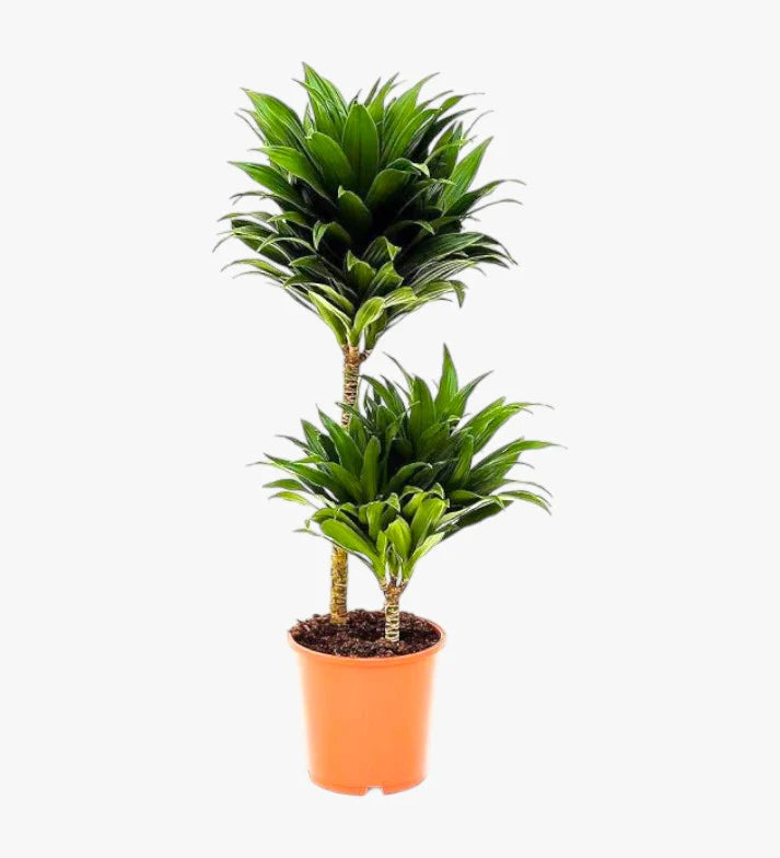 Dracaena Fragrans – Compacta - 2PP