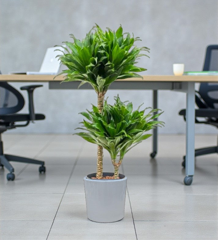 Dracaena Fragrans – Compacta - 2PP