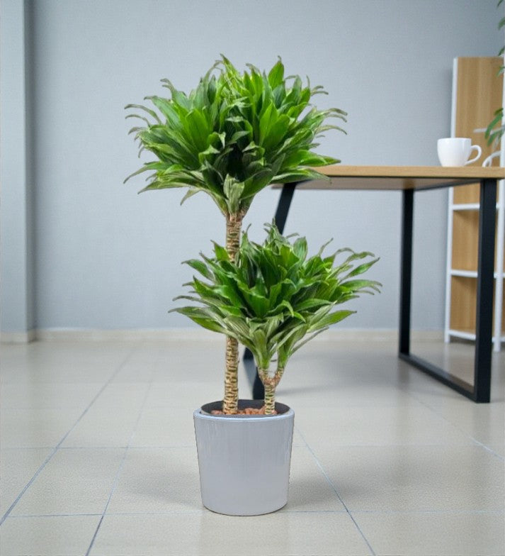 Dracaena Fragrans – Compacta - 2PP