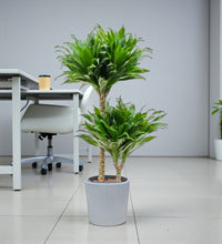 Dracaena Fragrans – Compacta - 2PP