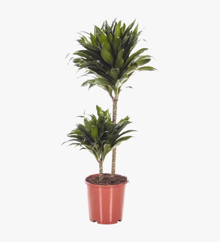 Dracaena Fragrans – Compacta - 2PP