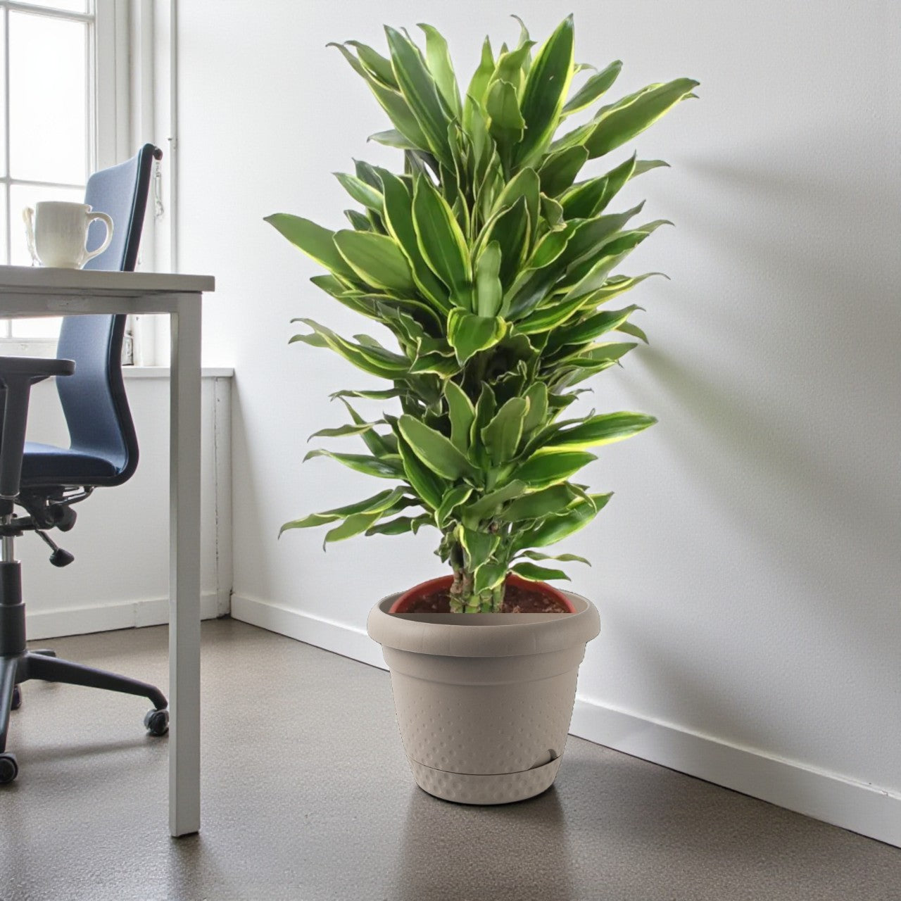 dracaena fragrans golden coast Dracaena Fragrans – Golden Coast – 140cm – Classicflowers.ae