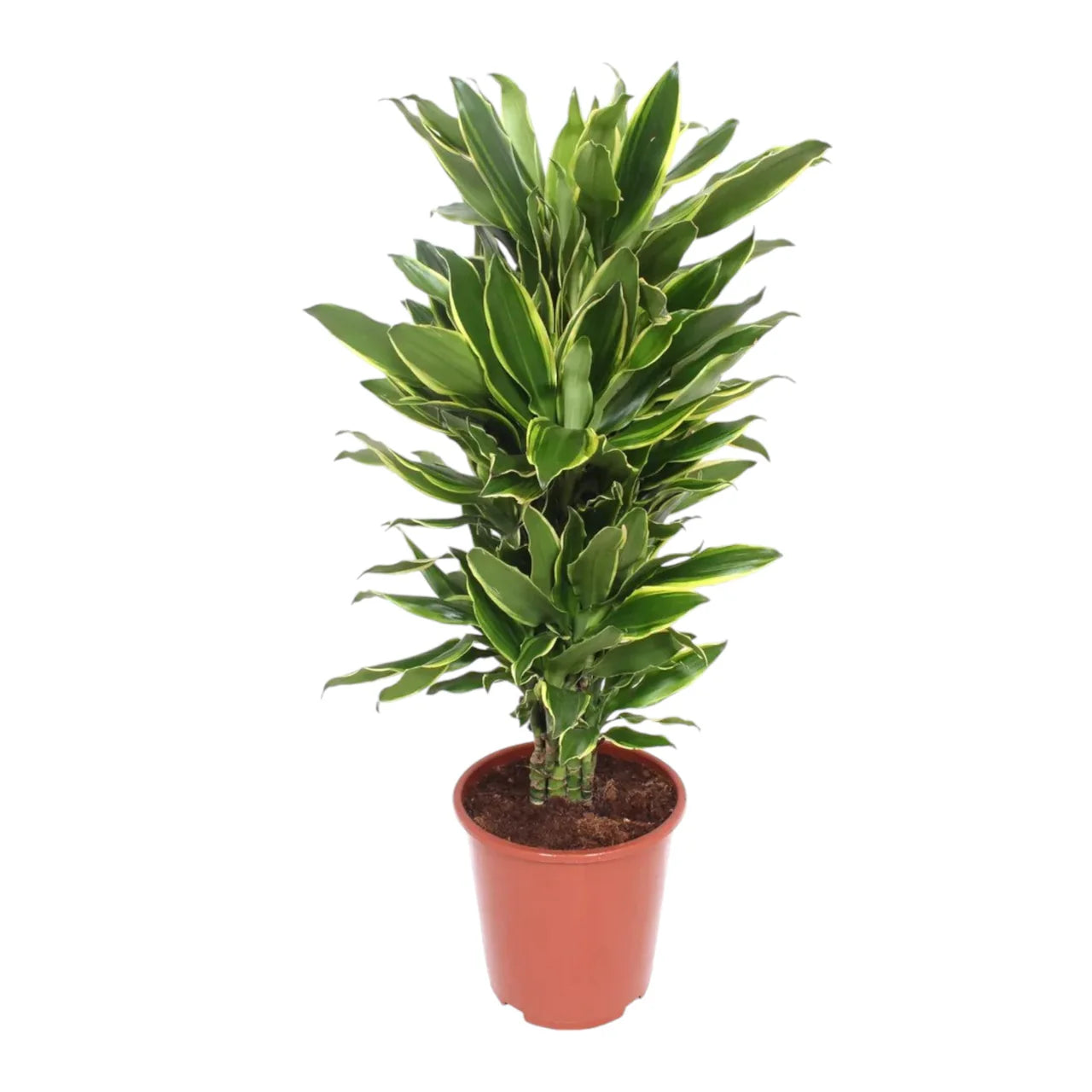 Dracaena Fragrans – Golden Coast – 140cm
