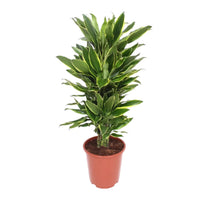 Dracaena Fragrans – Golden Coast – 140cm