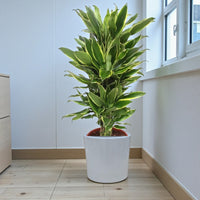 Dracaena Fragrans – Golden Coast – 140cm