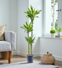 Dracaena Golden Coast