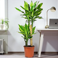Dracaena Golden Coast