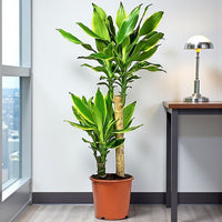Dracaena Golden Coast