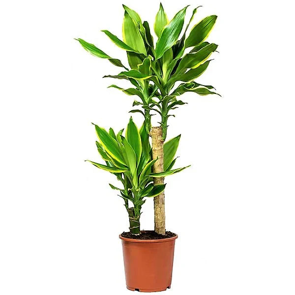 Dracaena Golden Coast