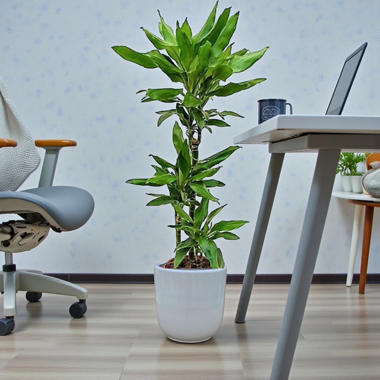 Dracaena Janet Craig 3pp