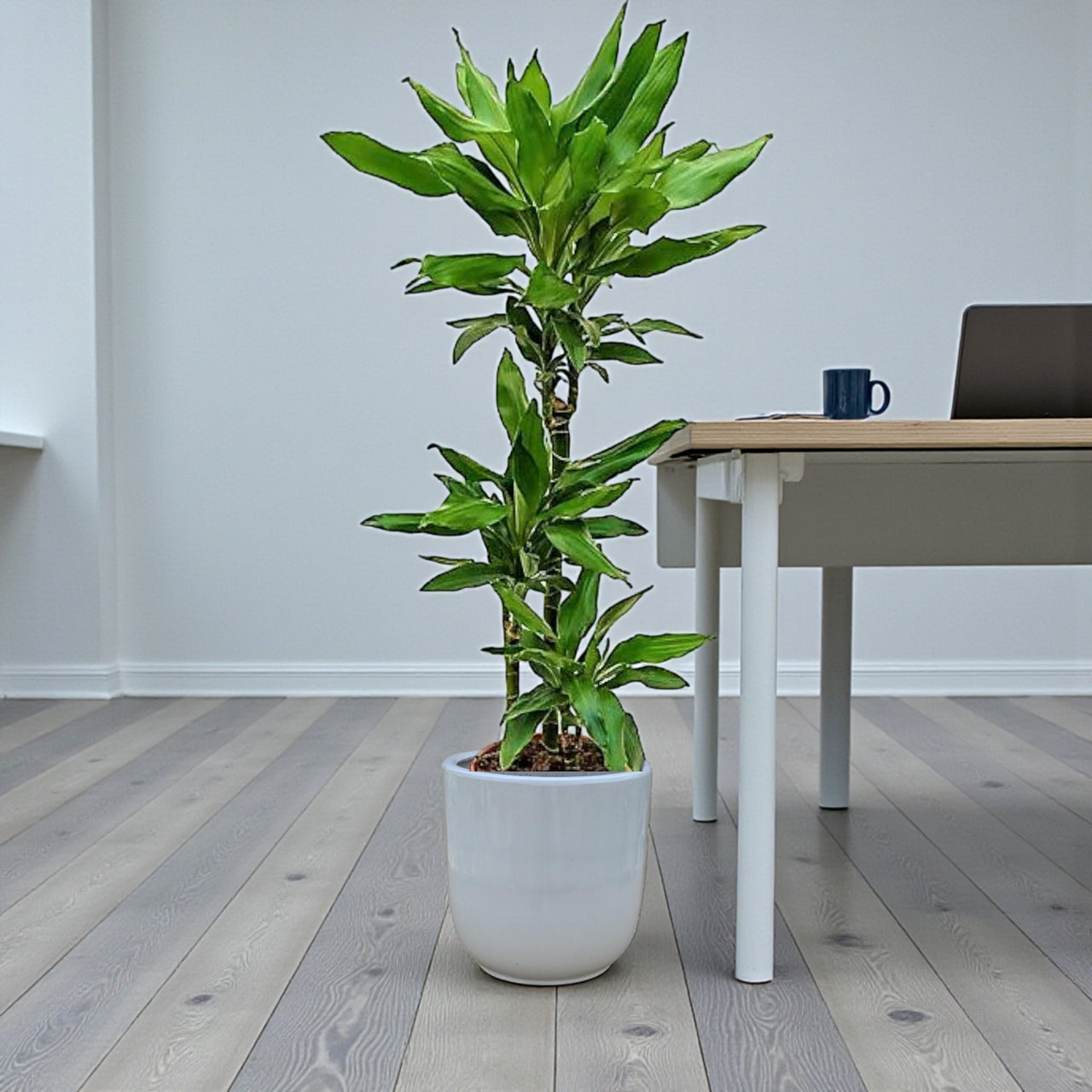 Dracaena Janet Craig 3pp